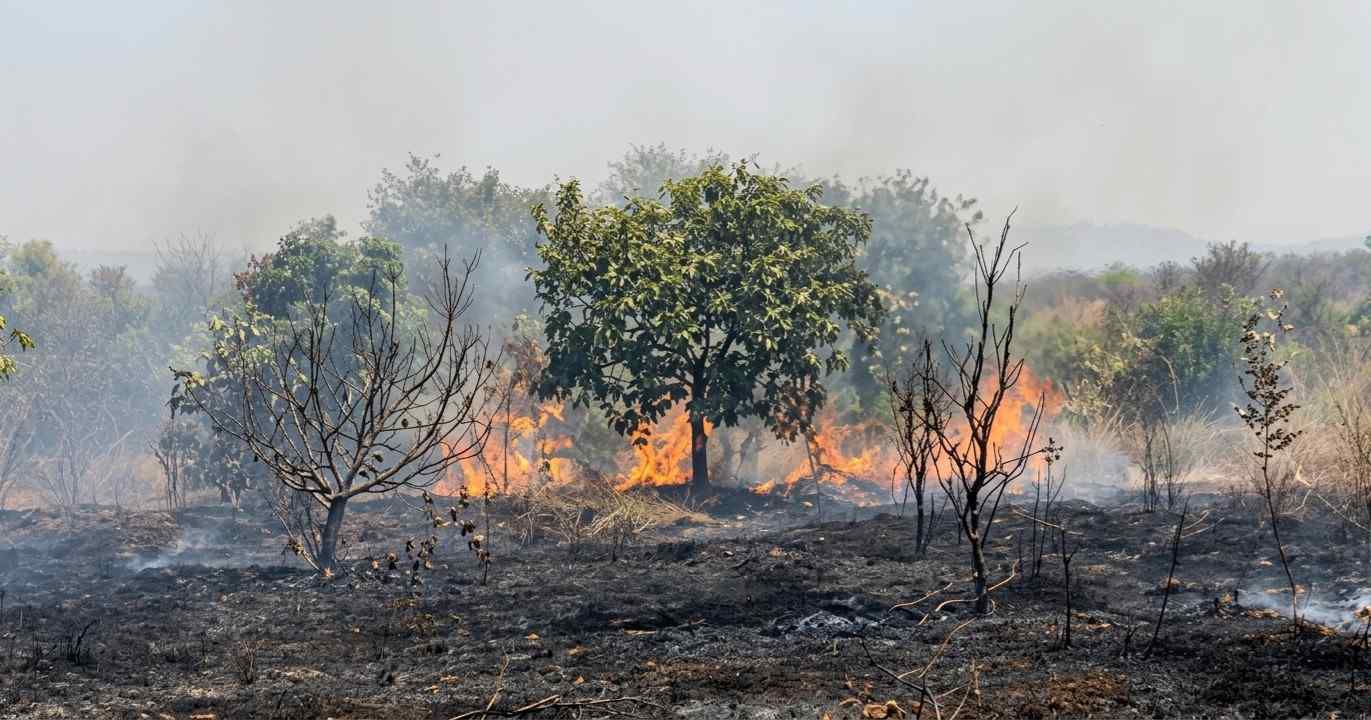 ದೊಡ್ಡಬಳ್ಳಾಪುರ: 40 ಎಕರೆ ಬೆಳೆಗೆ ಬೆಂಕಿ, ಸುಟ್ಟು ಕರಕಲಾದ ಮರ ಗಿಡಗಳು