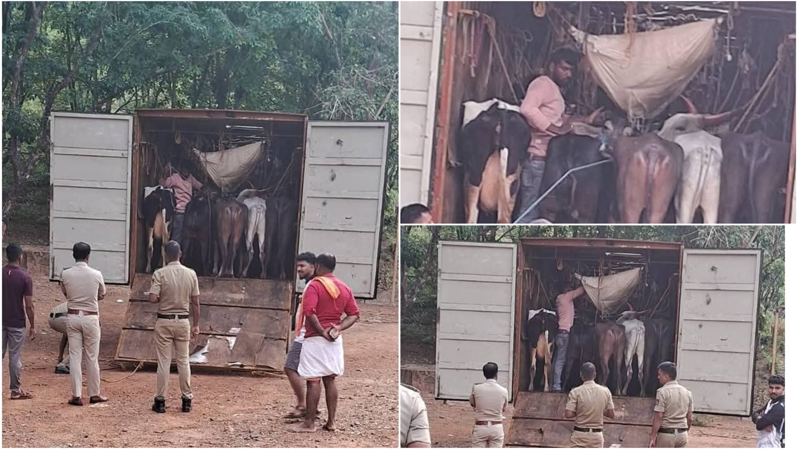 ಅಕ್ರಮ ಜಾನುವಾರು ಸಾಗಾಟ 18 ಜಾನುವಾರುಗಳು ವಶಕ್ಕೆ, ಓರ್ವನ ಬಂಧನ