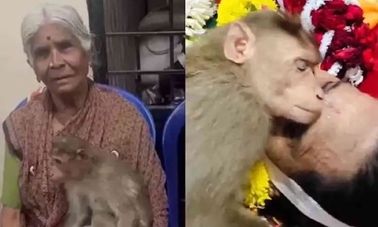 ಅನ್ನ ನೀಡಿದ ವೃದ್ಧೆಯ ಅಗಲಿಕೆಗೆ ಕಣ್ಣೀರಿಟ್ಟ ಮಂಗ